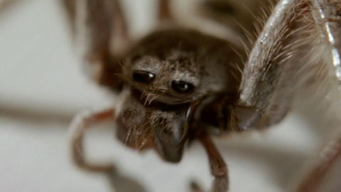 Grosby Shoes - Spider